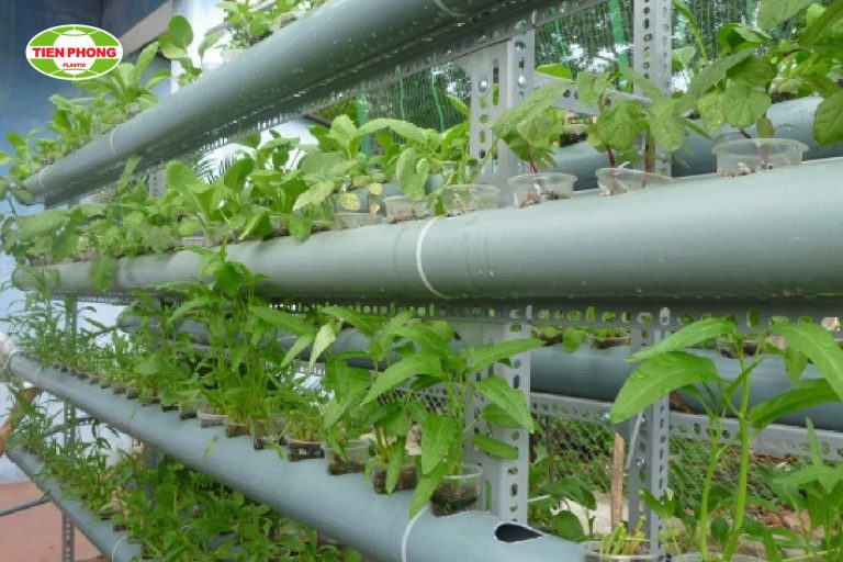 trồng rau thủy canh bằng ống pvc