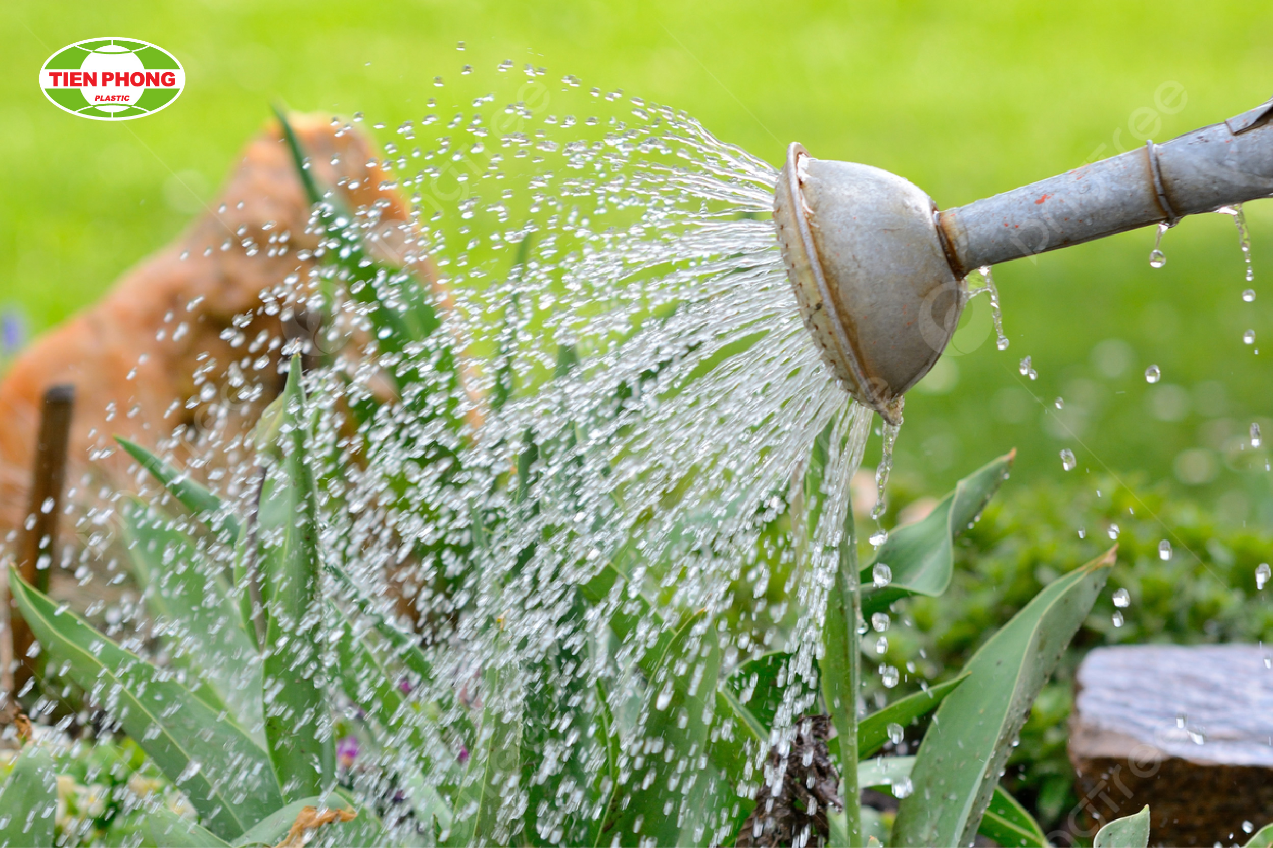 Tưới cây vào thời điểm phù hợp