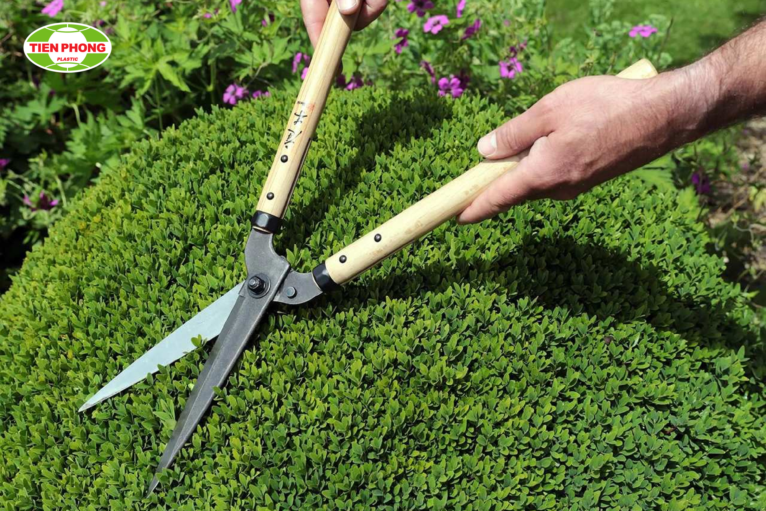 Cắt tỉa lá chăm sóc sân vườn