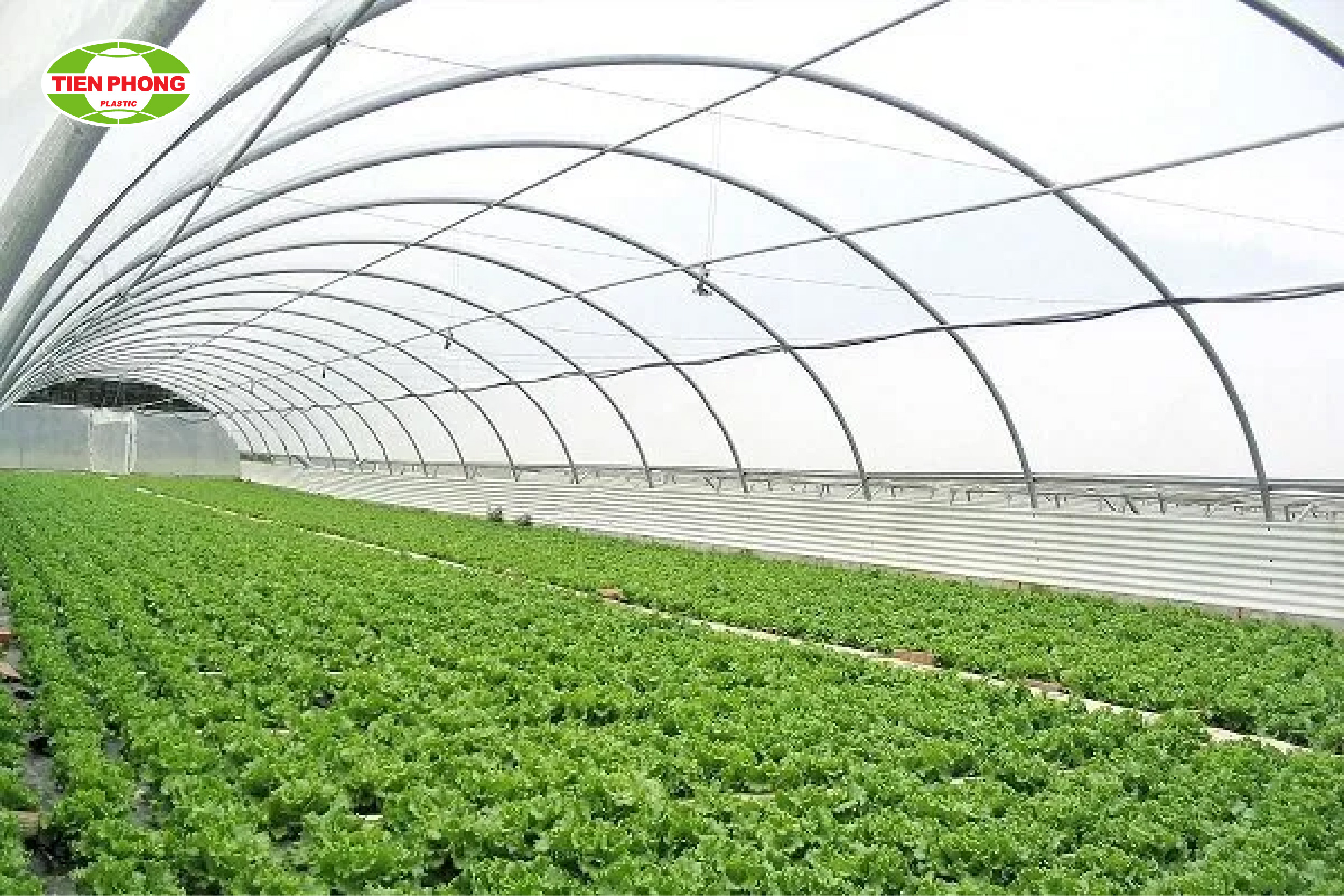 Cung cấp anh sáng đầy đủ cho cây trồng nhà kính