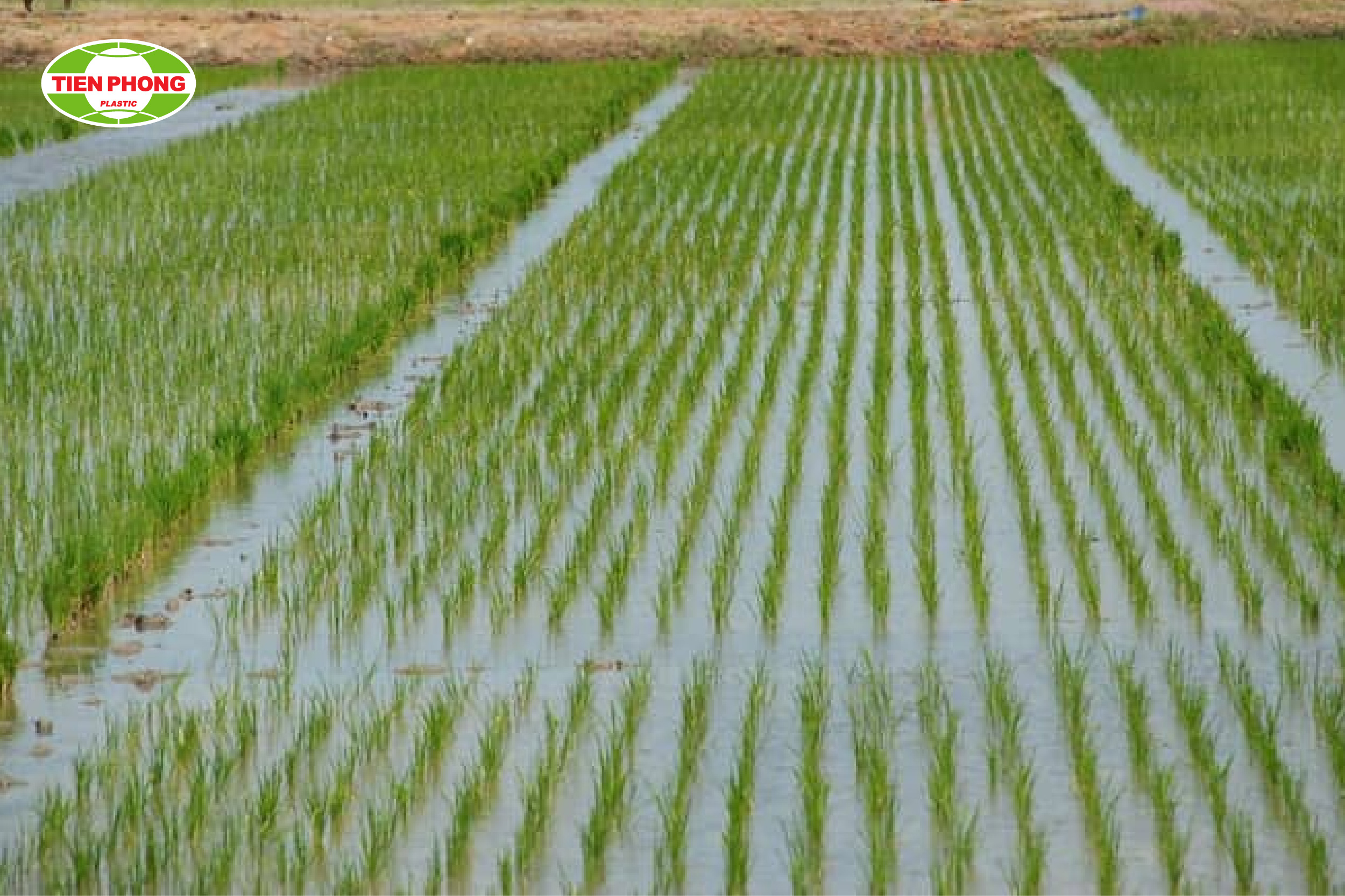 Biện pháp tưới ngập cho cây