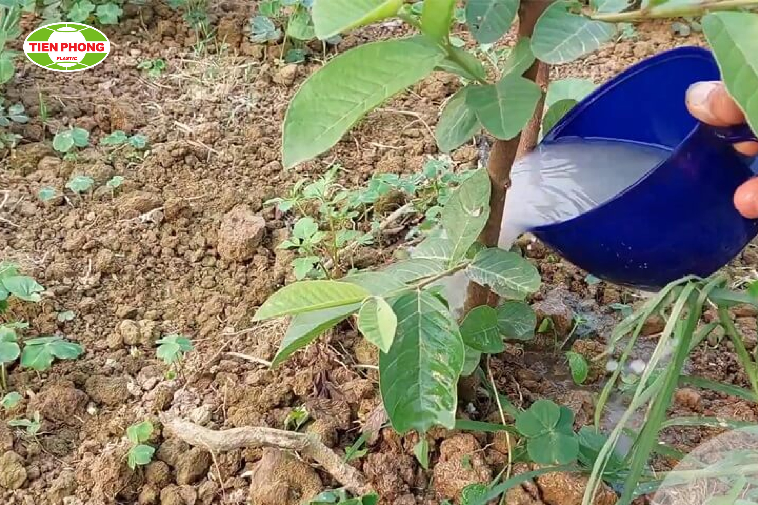 Tưới nước vào gốc cây
