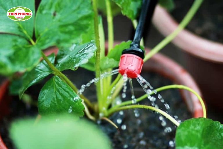 hệ thống tưới nhỏ giọt