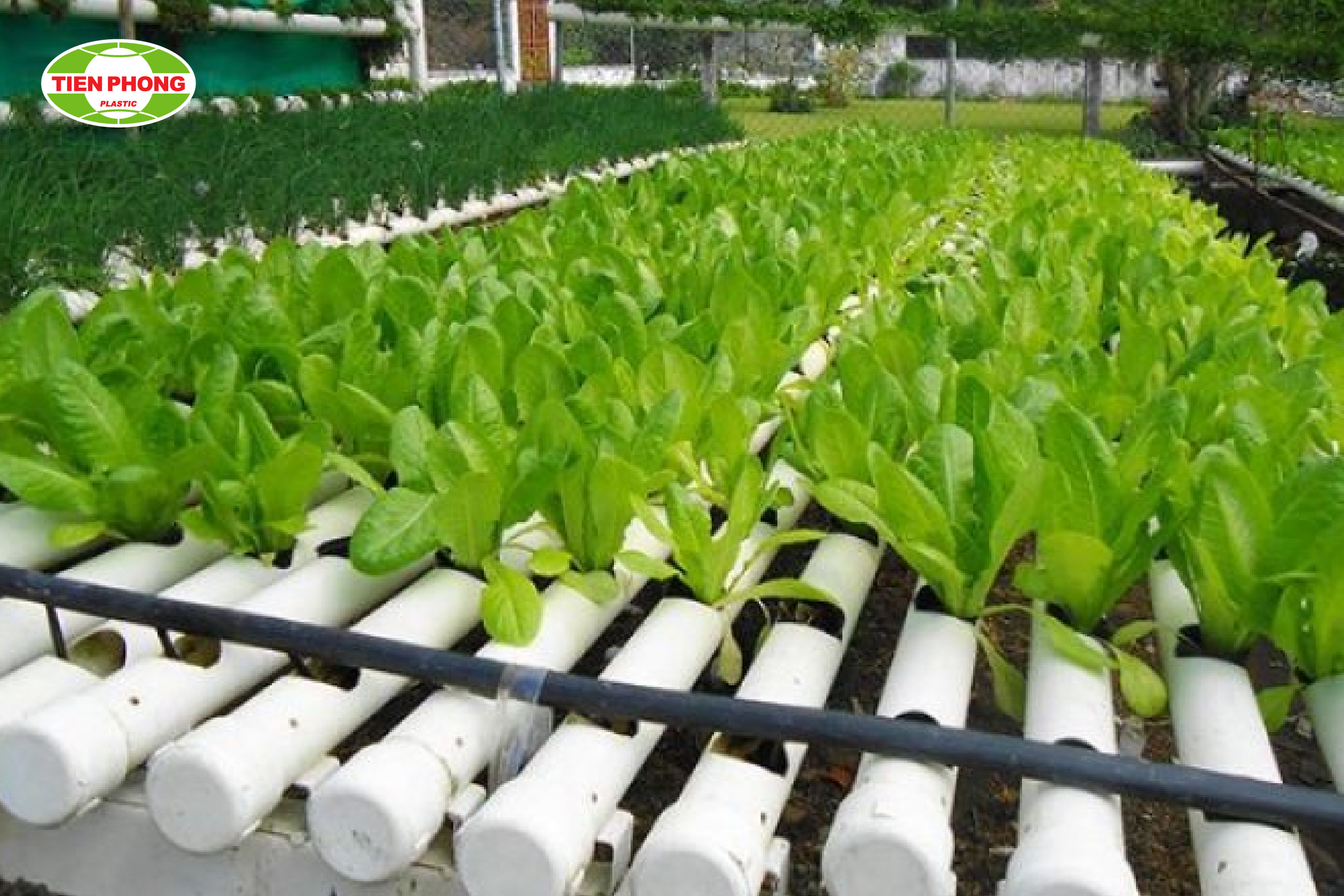 Hệ thống trồng thủy canh kiểu ngang