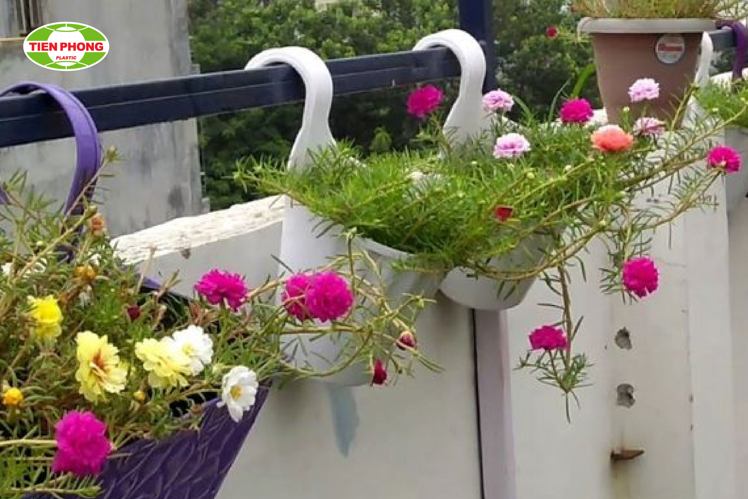Treo ngang hoa mười giờ với đoạn ống ngắn