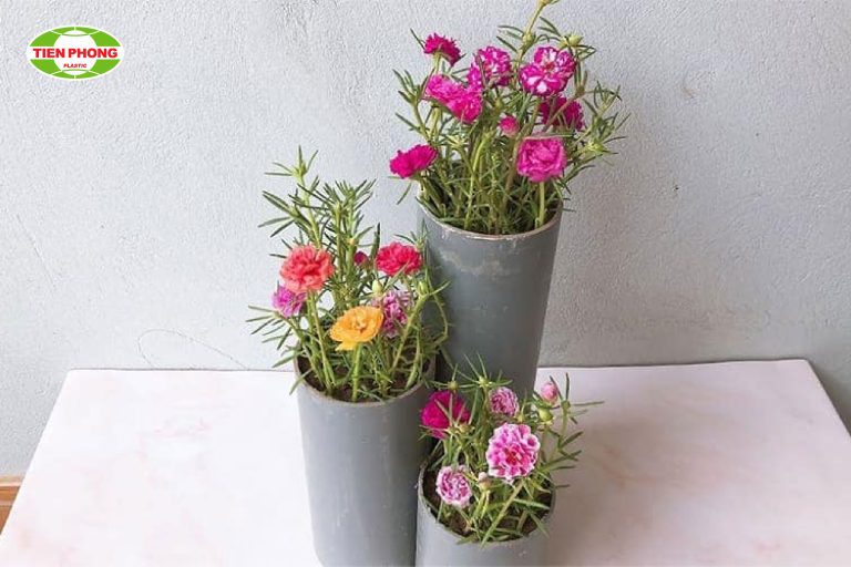 trồng hoa mười giờ trong ống nhựa