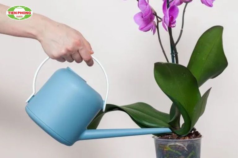 cách tưới nước cho lan hồ điệp