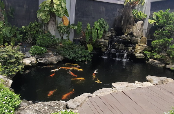 Cách Đi Đường Ống Nước Hồ Cá Koi